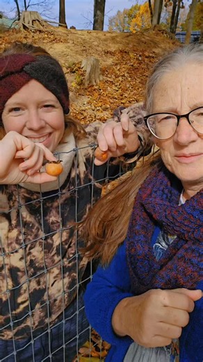 At least they're ✨️organic✨️🤣 #alpaca #alpacafarm #goatfarm #persimmon #persimmons #autumnfarm | Rolling Oak Alpaca Ranch