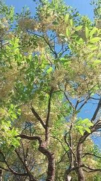A cassia tree in the middle of the field #Sending encouragement to Thai soldiers