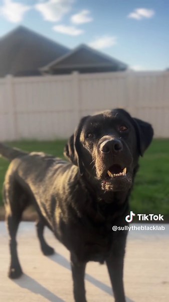 Funny Dog Reactions: Side Eye and Zoomies Compilation