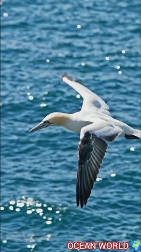The Northern Gannet's Amazing Hunt, #NorthernGannet #shorts #Seabird #Wildlife