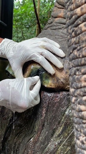 Heartfelt Elephant Feeding Moments | Love, Care & Visitor Reactions at the Sanctuary