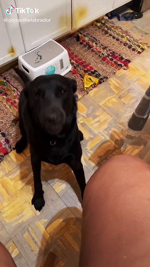Goose the Labrador on TikTok
