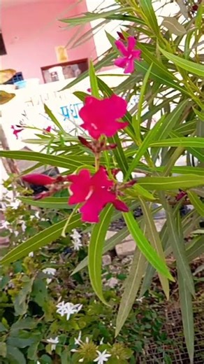 tujhai Divas Yahi Manasa khachun Jamun ko