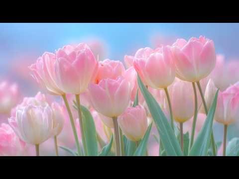 Calm Your Mind 🌸 Flower Time-Lapse in 4K | ASMR & Healing Music