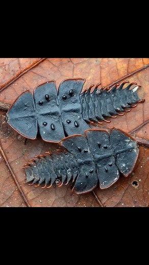 Trilobite Beetle🪲 A Real Life Alien of the Rainforest | All About Animals The Trilobite Beetle is a fascinating insect native to the rainforests of Southeast Asia, known for its prehistoric, armored appearance resembling ancient trilobites. Despite its tough, spiky shell that helps defend against predators, it's a peaceful creature that feeds on decaying plant matter. Its life cycle is equally intriguing, with larvae that look entirely different from the adults, eventually transforming into the