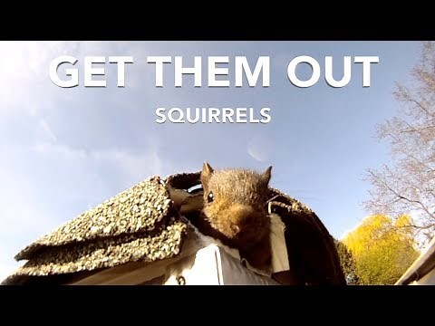 Get Squirrels Out