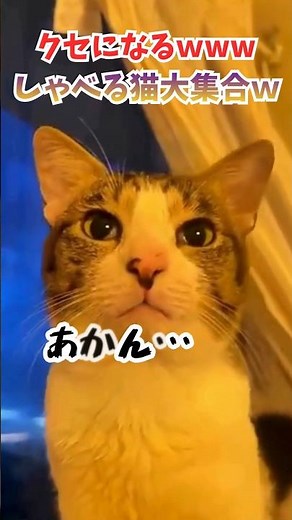 クセになるｗｗｗしゃべる猫大集合ｗ
