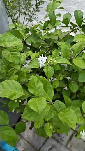 Jasmine Flowers Blooming in My Garden 🌼 | Relaxing Nature