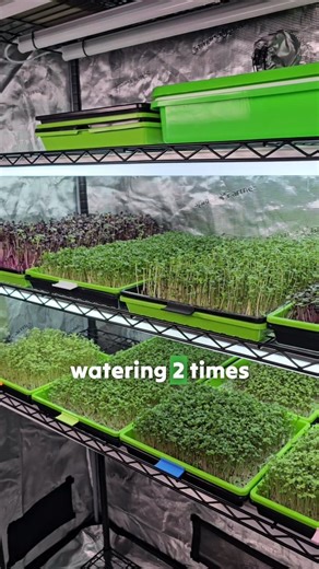 Let's create, seed, grow and harvest our own custom microgreen seed blend together on our Silicone Reusable Grow Medium! 🌱 For this blend we used rutabaga, purple kohlrabi and cauliflower microgreen seeds. These microgreens have colors that look beautiful together, taste great, and it only took 12 days from seed to harvest on the reusable medium! What we love about the silicone medium is how simple and clean it makes the whole process. You just seed directly on top, mist during germination, and