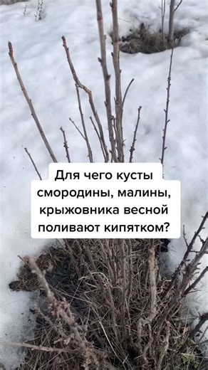 Дачница на удаленке (@elenasmit2021)’s videos with 2020-2021 - Zeedox