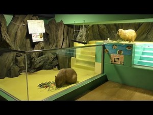 Capybara (Takeshima Aquarium, Aichi, Japan) January 23, 2019
