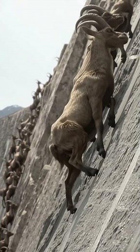 Mountain Goats Climbing a Steep Dam #mountaingoat #wildlife #cliffwalk
