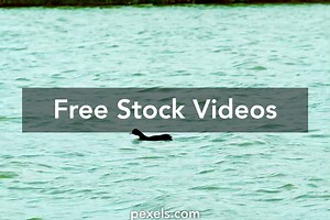 Bonkge3d+Bride+Animation Videos, Download The BEST Free 4k Stock Video Footage & Bonkge3d+Bride+Animation HD Video Clips