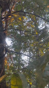 Kitten trees | Saline River Tree Dogs- SRTD