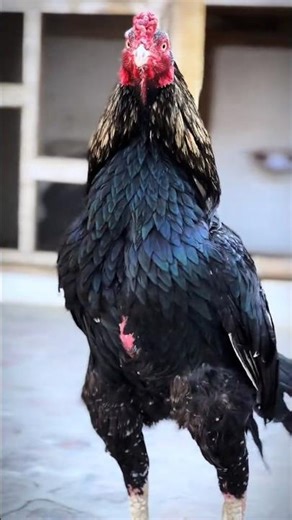 Original Java Murga Close Look | Heavy Body Aseel 🐓#JavaMurga#AseelMurga#KarachiAseel#Murgha#Shorts