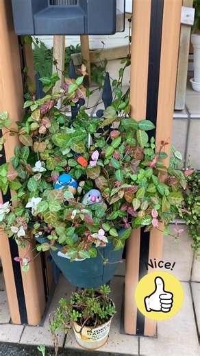 🌿ユーザー事例のご紹介です！🌿 GARDENA（ガルデナ）のマイクロドリップ散水システム(通称 MDS）で、植物への水やりが自動＆効率的に！💧✨ ⏱️ 散水タイマーとMDSで、忙しい毎日でも安心。 🌱 MDSのセットは必要なパーツが揃ったスターターセットだから、すぐに使える！ 組み立ても簡単。プロのような水やりを、あなたの庭でも。 🏡 ユーザーTさんは、夏休みの家族旅行のときに、自宅の植物の水やり対策としてMDSを初めて設置。旅行中も安心して過ごせたそうです！ 📹 動画はユーザーTさんからご提供いただきました。お元気ですか～？ありがとうございます😊 #GARDENA #ガルデナ #マイクロドリップ #microdripsystem #自動散水 #散水 #ガーデニング #家庭菜園 #散水タイマー #夏ガーデニング #ガーデニング | GARDENA