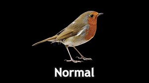 Bird Singing #variation #64bit #bird #fy