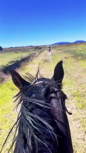 Galloping Sound: The Best Sound in the World