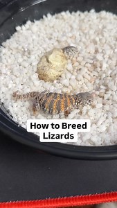 How to Breed Lizards | Chief Sweets Universe