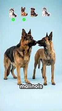 German Shepherd Mixes That Will Shock You #germanshepherd #dogbreeds #shorts