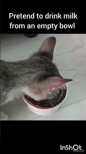 What my cats do in a day.