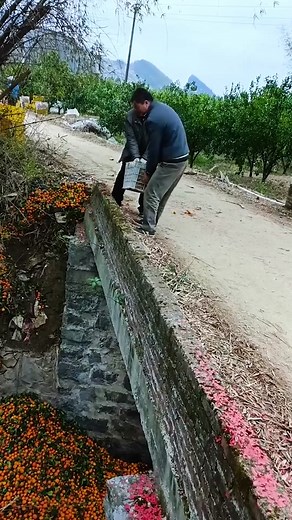 Collecting and Sorting Marigold Flowers Outdoors