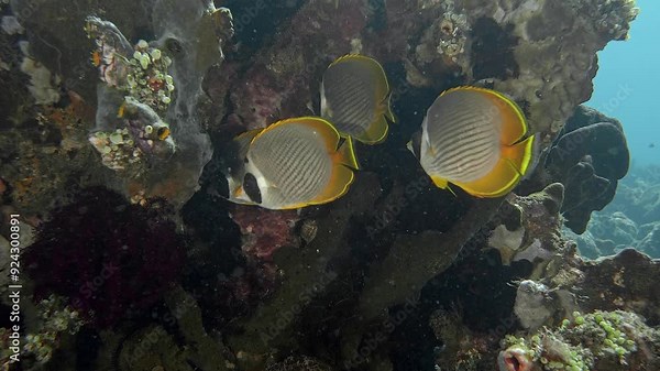 A school of brightly colored tropical fish has found shelter near the corals and swims near them during the day. Panda Butterflyfish (Chaetodon adiergastos)20 cm. ID: black oval spot on eye and cheek.