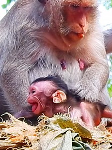 OMG Bessie cry & scream loudly angry Mom Button don't care him #beautiful #monkeydluffy #monkeycute #babymonkey #monkeyface #lovely #monkey #cute #animals #animalsbaby #poormonkey #monkeycry #funny #funnyvideo #cuteanimals | Monkey TV7