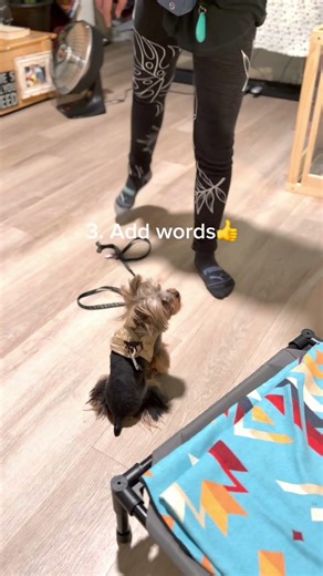 How to teach “back” command. Simple 3 steps:)