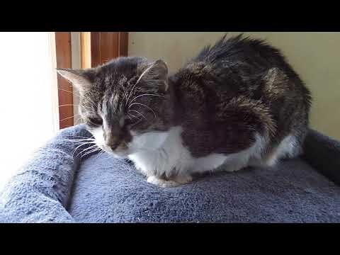 "Vickey the Cat" RIP (Spring 2009--Autumn 2025)