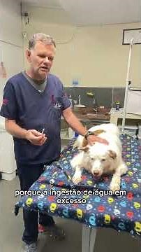 DISCOVER NOW: WHAT TO DO if your DOG IS DIABETIC - Tips for ADMINISTERING INSULIN AT HOME!