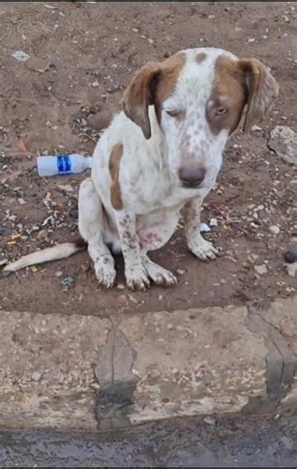 L'Homme et son Chien, Association de Protection Animale présente : Des rues de Settat au Maroc, les deux pattes arrière brisées, au film de Jérémy Ferrari : Les K d’or ! Sortie le 11 mars ! C’EST L’INCROYABLE DESTIN DE BOBBY, UN BELDI MAROCAIN Un chien transparent que tout le monde va voir ! C’était le 16 décembre 2022. Quand je l’ai vu sur Facebook, les deux pattes arrière brisées au bord d’un trottoir, je n’ai pas hésité une seconde, j’ai tout de suite voulu l’aider ! C’est à ce moment-là que 