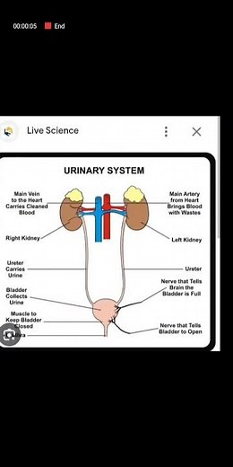 Grade 11 Life Sciences Human Urinary System. Term 3 content