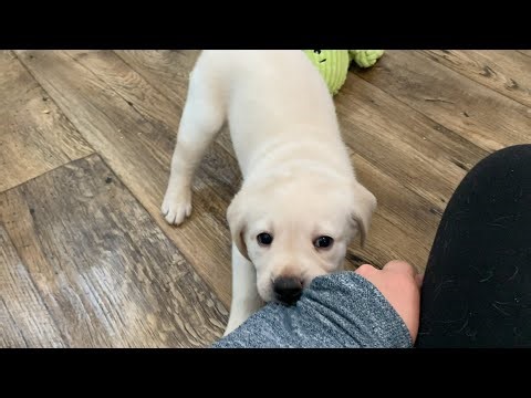 REPLAY Puppy Cam Livestream - 8 Cute & Silly Lab Puppies Playing #cutepuppies #labrador #puppy