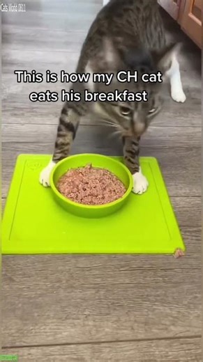 Funny Pet Cat runs in circles - Cute Cat Clip 🏆 Winner!