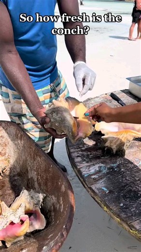 Shels on GO on Instagram: "What is Conch? A conch is a marina gastropod mollusk with a famous spiraled shell and edible flesh. The conch is found in Southern waters, particularly the Caribbean, and it has been used as a source of food for centuries. Have you tried this? #travel #food #nature #explore #followme #turksandcaicos #island #caribbean #amazing #life #instagram #reels #goodvibes #summer #"