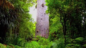 Tane Mahuta: The Maori God of the Forest
