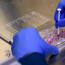 Video: Identifying Caspases and their Motifs that Cleave Proteins During Influenza A Virus Infection