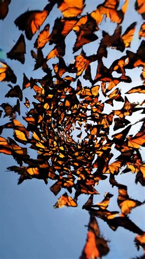 😍Monarch Butterfly Migration in HD —Did the Forest Just Take Flight?👈Monarch butterfly migration up close: millions of wings, living orange “leaves,” and the super-generation finding Mexico without a map. If this amazed you, comment “EPIC” and tell me the moment you replayed. Shot at golden hour to capture roosts, takeoffs, and clusters—from milkweed fields to mountain overwintering sites. Clean natural audio gentle score. What you’ll see • Dawn cluster “leaf-to-wing” reveal • River-of-wings a