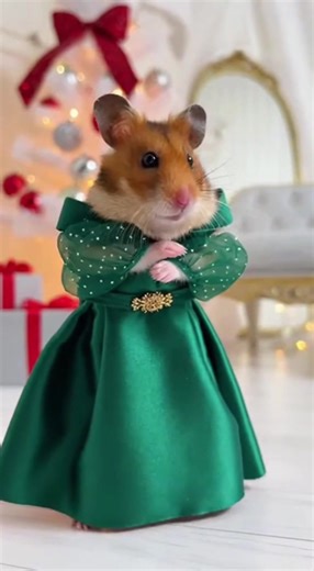 Hamster Dress #hamster #dress #aipet #cutpet #foryoupage❤️❤️