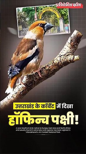Rare Hawfinch Bird Sighted In Uttarakhand's Corbett National Park | Pratiyogita Darpan
