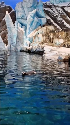 A Place I Never Expected to See Penguins 🐧