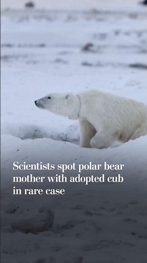 Polar bear mother adopts cub in rare case