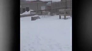 Keeper Cam: Addax Antelope Keeper Corey, shot a quick clip of two of our addax antelope enjoying a run in the snow, after release from night housing. Addax, native to Africa, experience extreme seasonal temperature fluctuations in their natural habitat. In the summer, their coats are white, to lessen the intensity of the suns rays on the body. In winter, their coats change to a much darker coloration - with intentions of attracting more sunshine and absorb additional heat. This is one of the ver