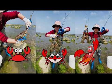 Fishing for crabs and lobsters in rocks🦞Crab bread #crab #fishing #catching #hunting