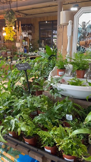 Your dream plant corner starts here 🌤️🪴 Our houseplant area is curated with care — lush greens, beautiful pots, and plenty of inspiration to style your own indoor jungle. Swing by, snap a pic, and take home something special. Because let’s be real… you can never have too many plants 🌿 | The Plant Barn at Heart of the Shires