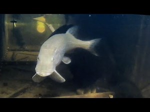 northern pike feeding time my monster fish