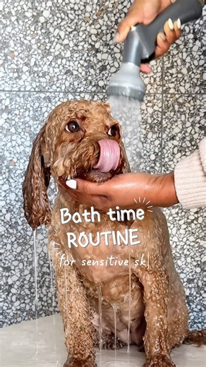 Oliver & Winky | Cavoodles | Cavapoo | Bath Time Routine – for sensitive skin pups 🛁🐾 Ollie and Winks get groomed monthly, so I don’t usually bathe them at home. But Winks is... | Instagram