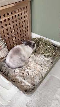 How to Litter Train Your Rabbits 🐰✨ | Bunny Care