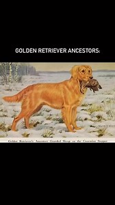 Tbh carrying this ducky toy around Canadian tire all by myself was actually exhausting 😅 #goldenretriever #gloriousgoldens #dog #puppy #puppies #cutegoldens #dogoftheday #animalvideos | goldengirlpacha